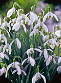 Galanthus nivalis (snowdrop)