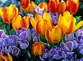 Tulipa 'Flair' (Tulip), Crocus 'Pickwick'