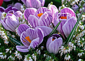 Crocus 'Pickwick' (Crocus)