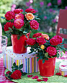 Pink (mini roses) in red tin buckets, tin, green coaster