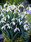 Galanthus nivalis (snowdrop)