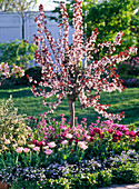 Prunus cistena (Zwergblutpflaume), Tulipa (Tulpen), Erysimum (Goldlack)