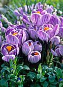 Crocus 'Pickwick' (Crocuses)