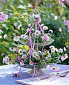 Bellis perennis (daisies) in glass etagere on table