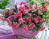 Bouquet with tulipa (tulip), in pink basket, tray, glasses