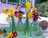 Narcissus (daffodils), Viola (horned violet), Bellis (daisy)