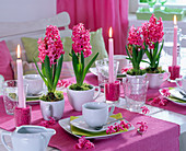 Hyacinthus (hyacinth) in white ceramic cups as a table decoration