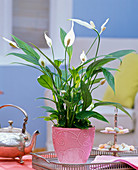 Spathiphyllum (single leaf) in pink planter