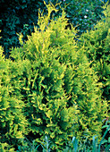 Thuja occidentalis 'Sunkist' (Lebensbaum)