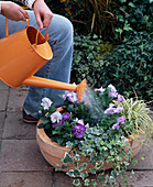 Planting a bowl with tulips, ivy and viola (6/7)