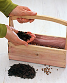 Sowing wheatgrass in a wooden box with a handle (1/4)