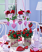 Pink (pot rose) in square planters with rose motif on coffee table