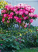 Rhododendron yakushimanum (Alpenrose)