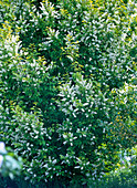 Prunus padus (Sessile Cherry) with white flowers