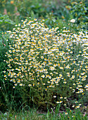 Chamomilla (camomile) at the edge of the bed