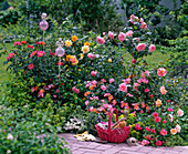 Beet mit Rosa (Strauch-, Edel-, Beet- und Zwergrosen)