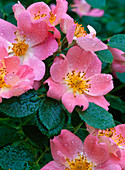 Rose 'Candy Rose' (shrub rose), often flowering, faint scent