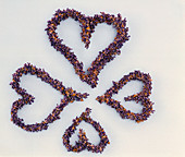 Hearts of Lavandula (lavender) as a free-standing element