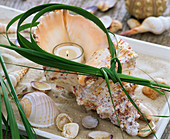 Large seashell with candle and grass wreath in bowl with sand