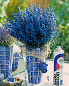 Blue sprayed Erica gracilis (heather), spray bottle