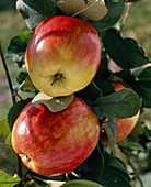 Apple 'Macintosh Roger', fruit