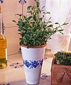Savory in white planter with blue flowers
