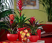 Guzmania hybr. (Guzmania), glass with Malus (apples)