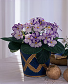 Saintpaulia ionantha (African violet)