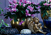 Schlumbergera (Christmas cactus) in golden containers, angels
