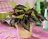Begonia 'Merry Christmas' / Rex - Begonie mit grünen Papier - Dreiecken