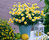 Argyranthemum ' Sole Mio ' (Margerite), Sanvitalia (Husarenknöpfchen)