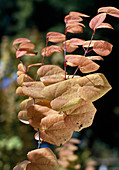 Cercidiphyllum japonicum (cake tree, katsura tree)