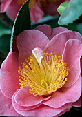 Camellia japonica 'California' (Kamelie)