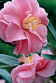 Camellia japonica 'Dazle'