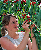 Frau erntet Prunus (Kirschen)