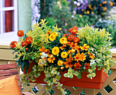 Helichrysum bracteatum (Strohblumen) gelb und orange