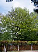 Fagus sylvatica (Beech)