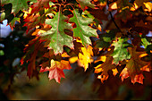Quercus rubra (Rot-Eiche)-Blätter-Herbstfärbung