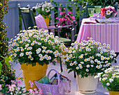 Argyranthemum frutescens, bushes in large containers