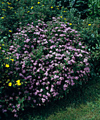 Spiraea japonica 'Little Princess' (Pink dwarf spirea)