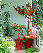 Naschbalkon mit Ribes (Rote Johannisbeere, Stachelbeere)