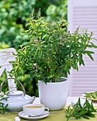 Tea herb, Aloysia triphylla (lemon verbena)