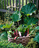 Rheum rhaponticum (rhubarb) in bed and freshly harvested