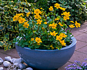 Caltha palustris (marsh marigold) in waterproof bowl