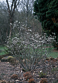 Salix hastata 'Wehrhanii' (Engadine willow)