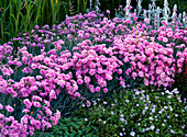 Dianthus plumarius 'Maggie' (Stuffed Feather Lilac)