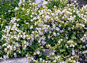 Campanula Poscharskyana 'Silberregen'