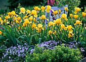 Iris barbata-elatior 'Gold Torch' (Tall Bartiris)