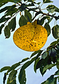 Gelbe Bretter zur Kirschfliegenabwehr an Prunus (Kirsche)