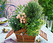 Picnic basket with herbs: Rosmarinus (rosemary), Mentha (peppermint)
